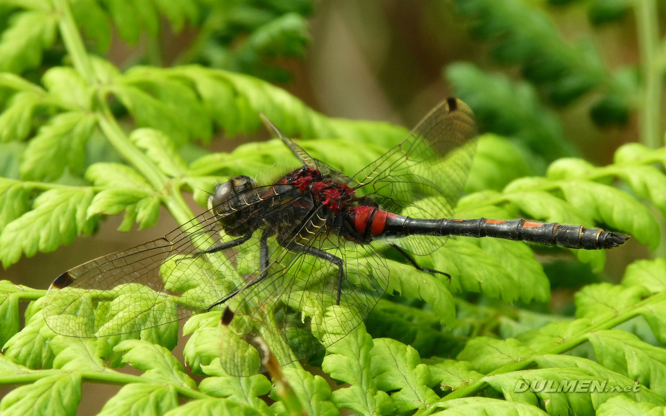 Small Whiteface (Leucorrhinia dubia)